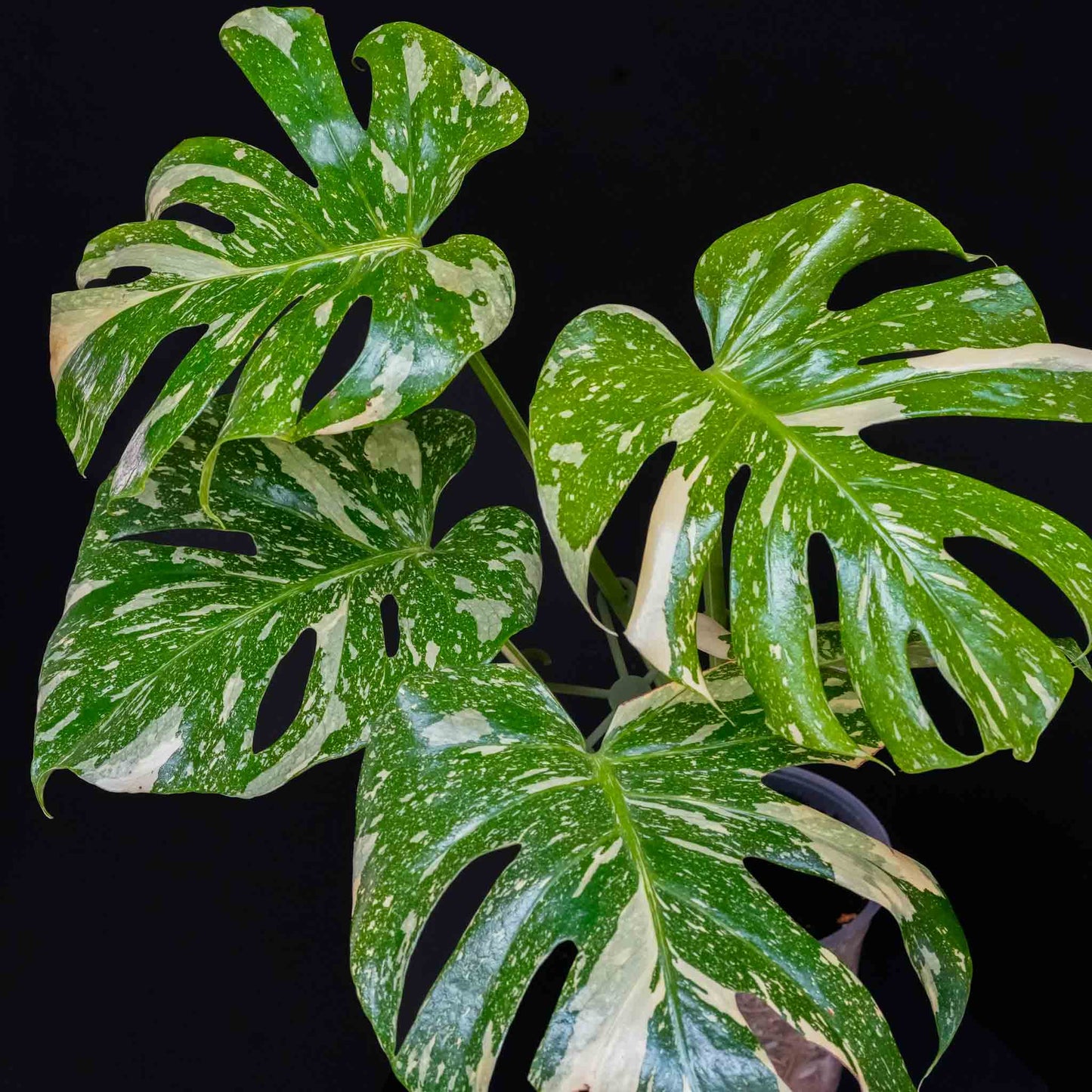 Monstera Deliciosa 'Crème Brûlée' Variegated (SD46-01)