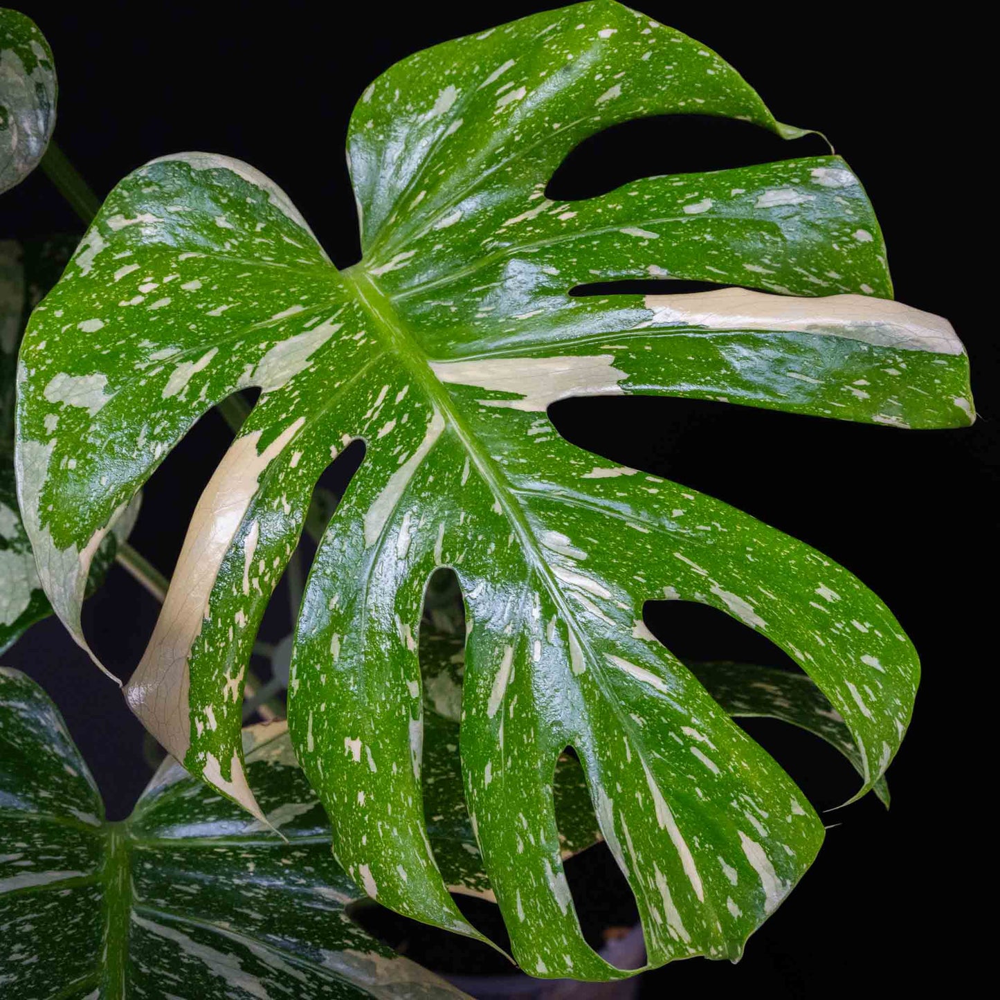 Monstera Deliciosa 'Crème Brûlée' Variegated (SD46-01)