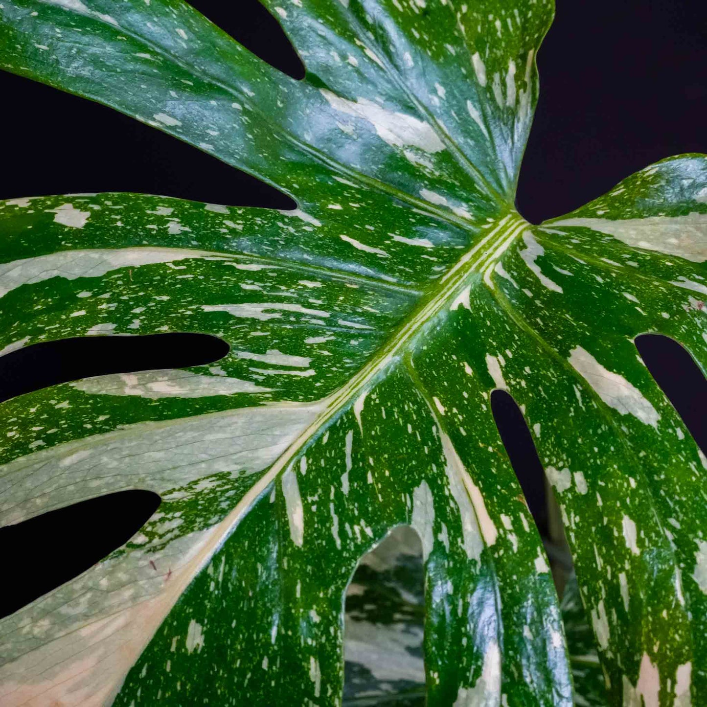 Monstera Deliciosa 'Crème Brûlée' Variegated (SD46-01)