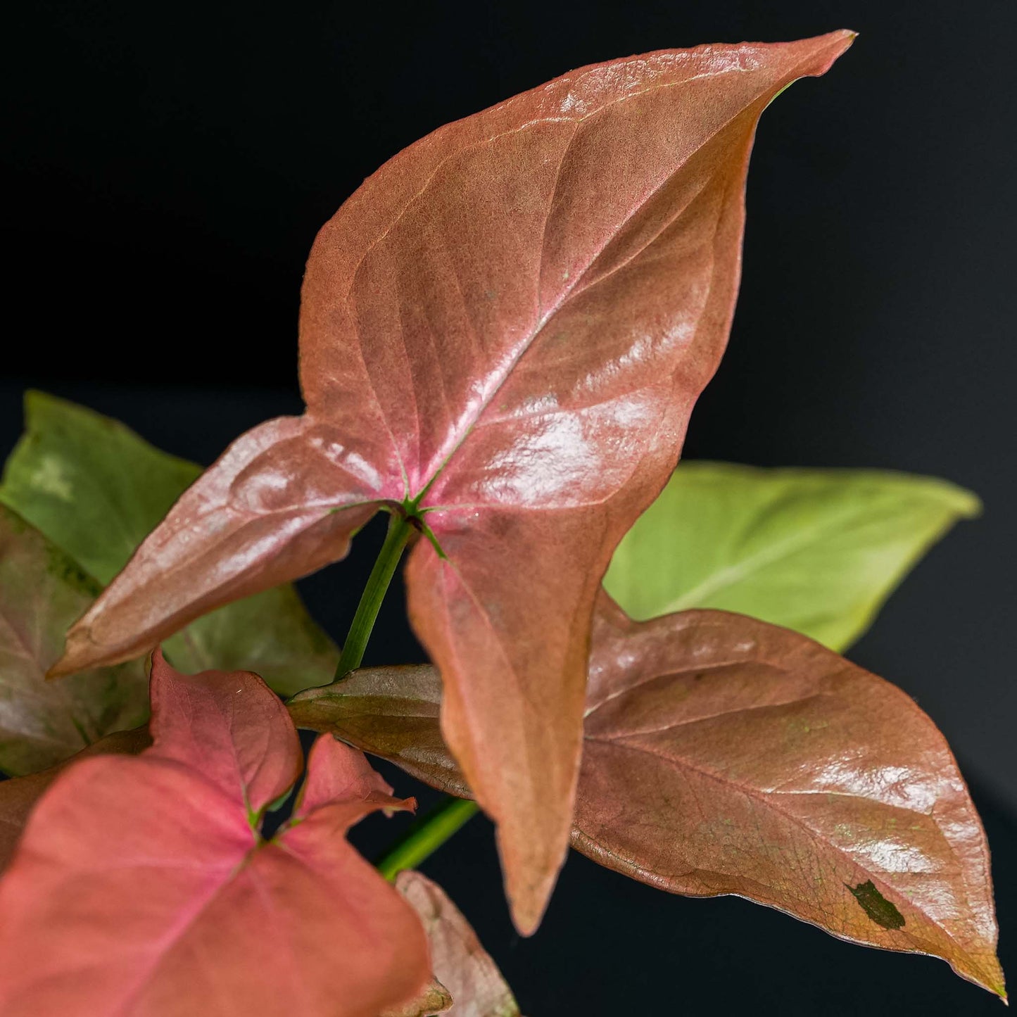 Syngonium Pink Perfection (Grower's Choice)