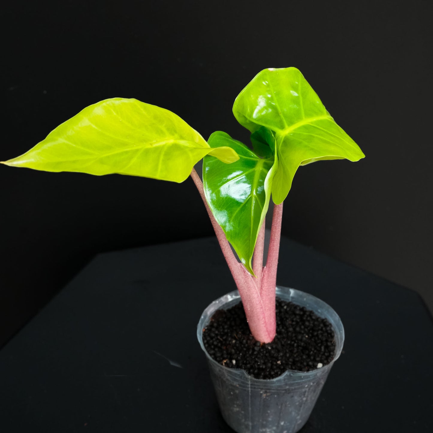 Alocasia Imperial Red (Grower's Choice)