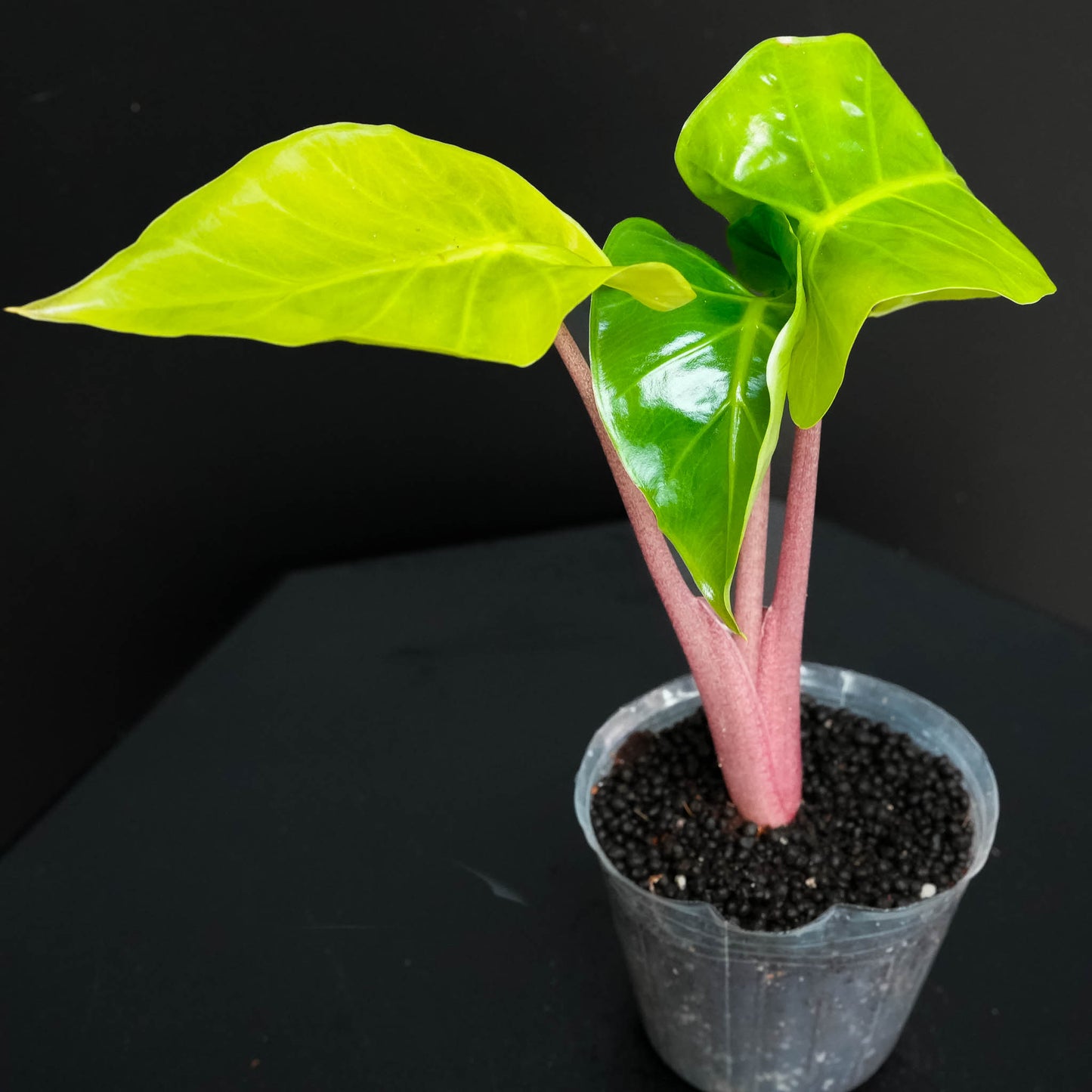 Alocasia Imperial Red (Grower's Choice)