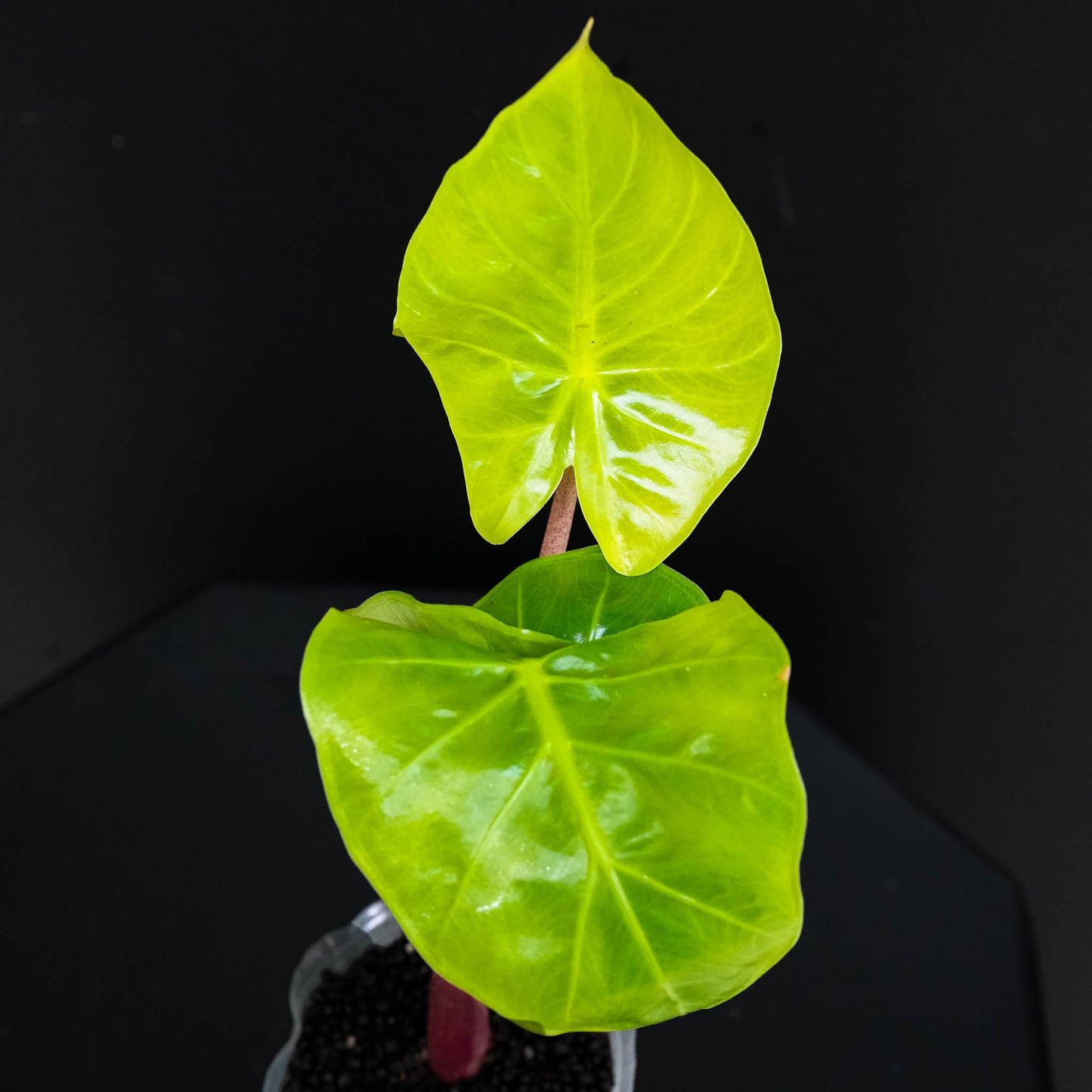 Alocasia Imperial Red (Grower's Choice)