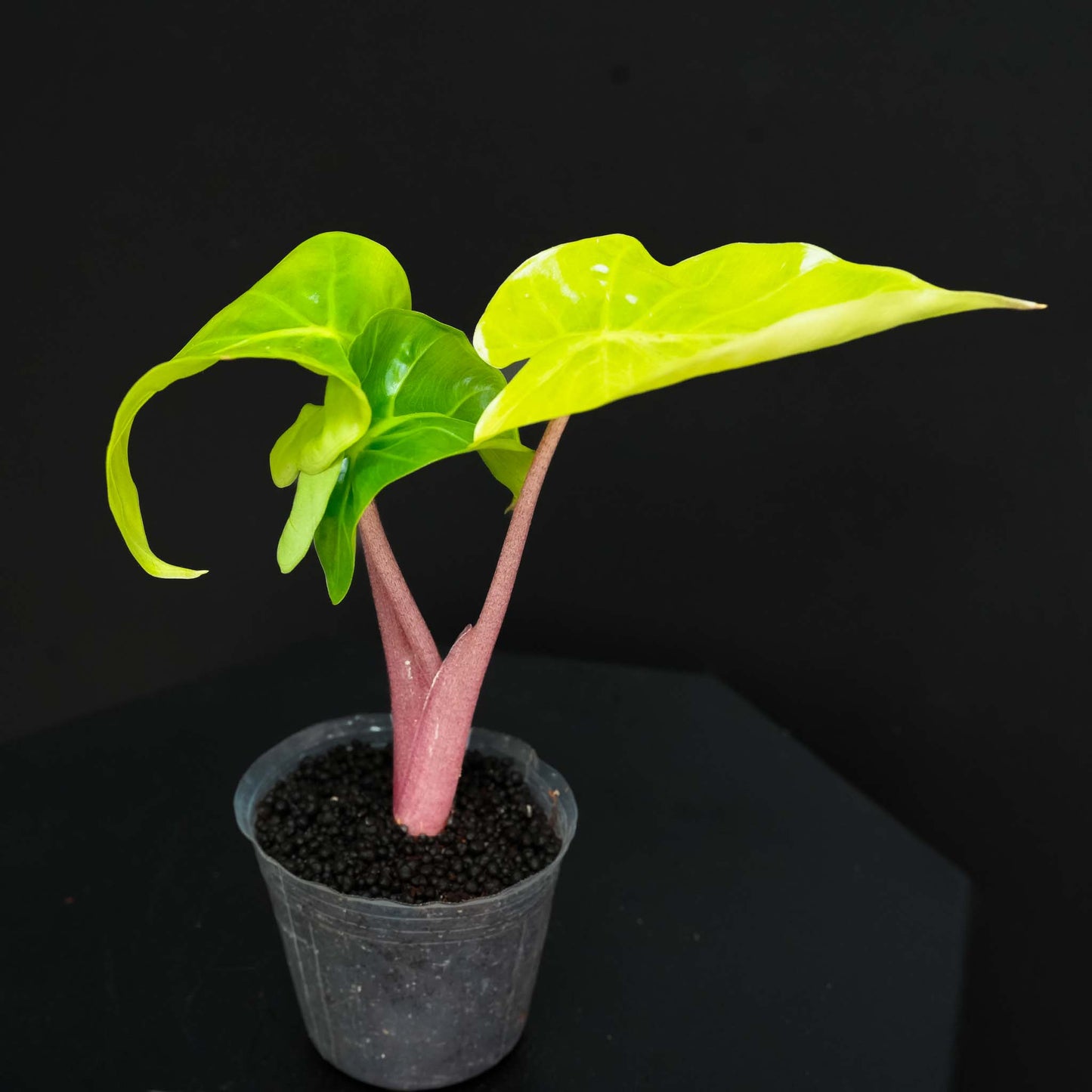 Alocasia Imperial Red (Grower's Choice)