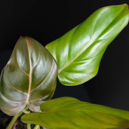 Philodendron 'Summer Glory' Gloriosum x McColley (Grower's Choice)