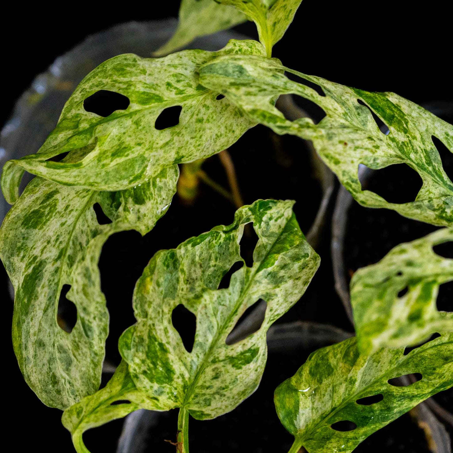 Monstera adansonii 'Frozen Freckles' (SD46-01)