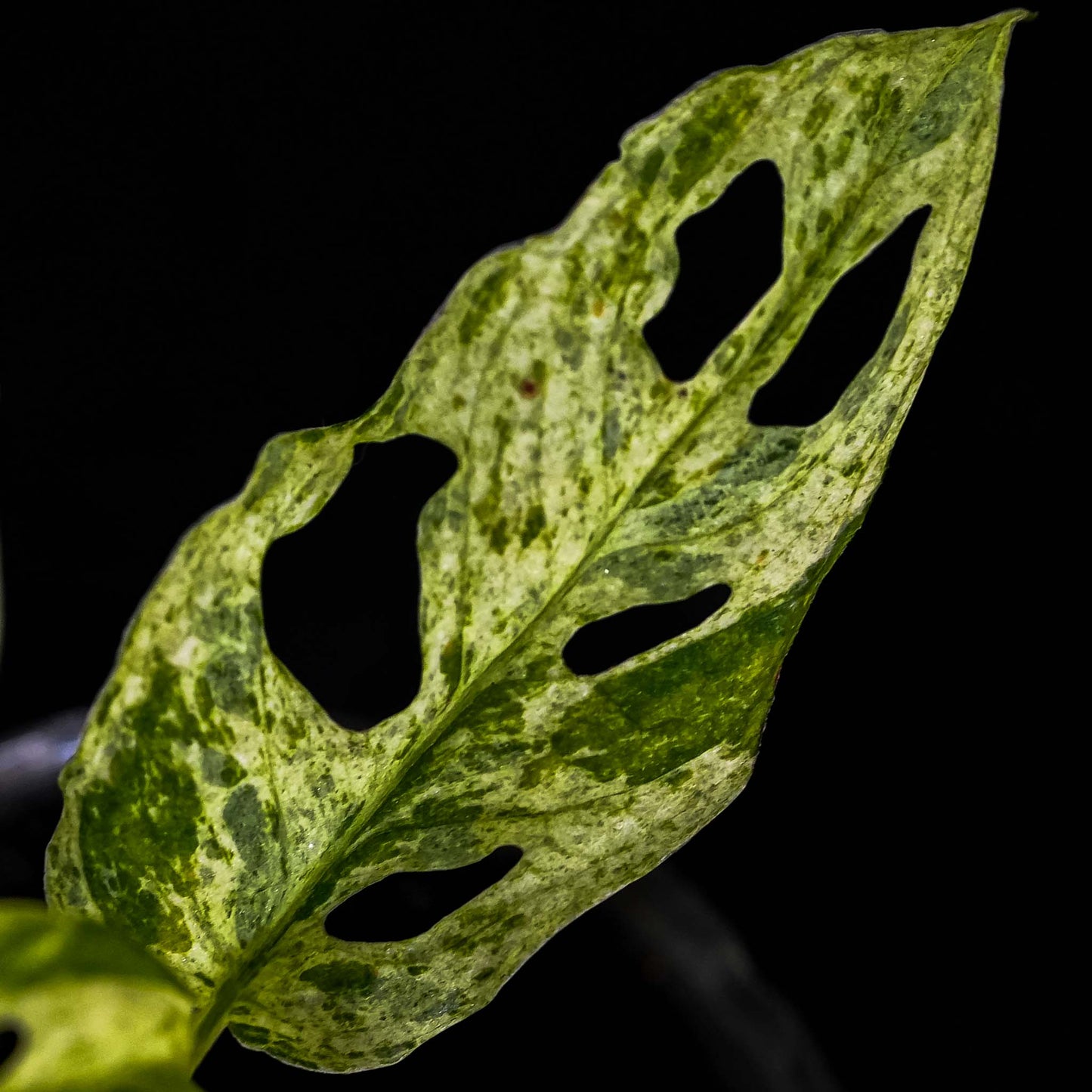 Monstera adansonii 'Frozen Freckles' (SD46-01)