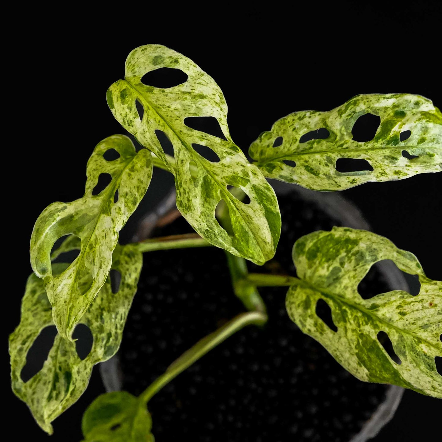 Monstera adansonii 'Frozen Freckles' (SD46-01)