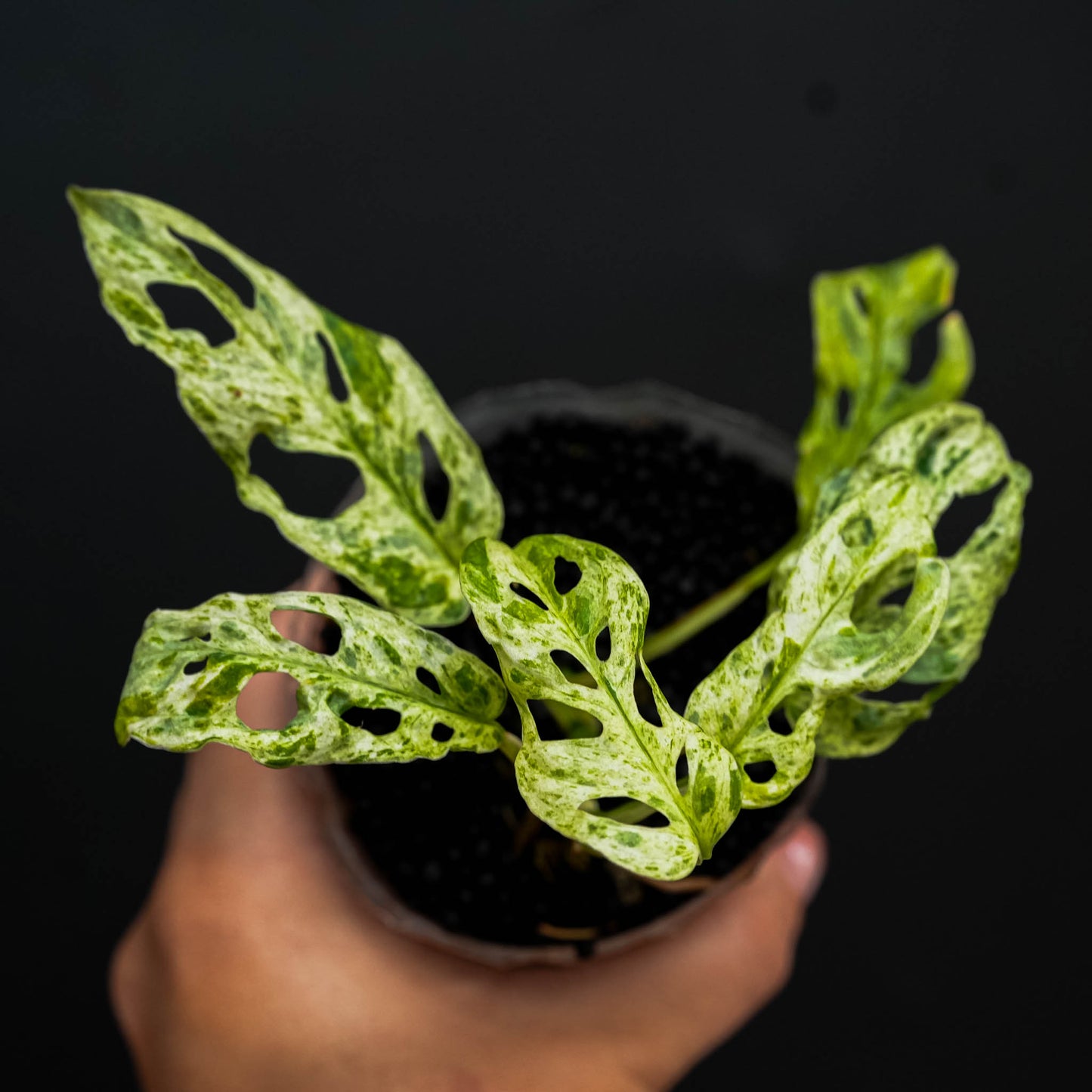 Monstera adansonii 'Frozen Freckles' (SD46-01)