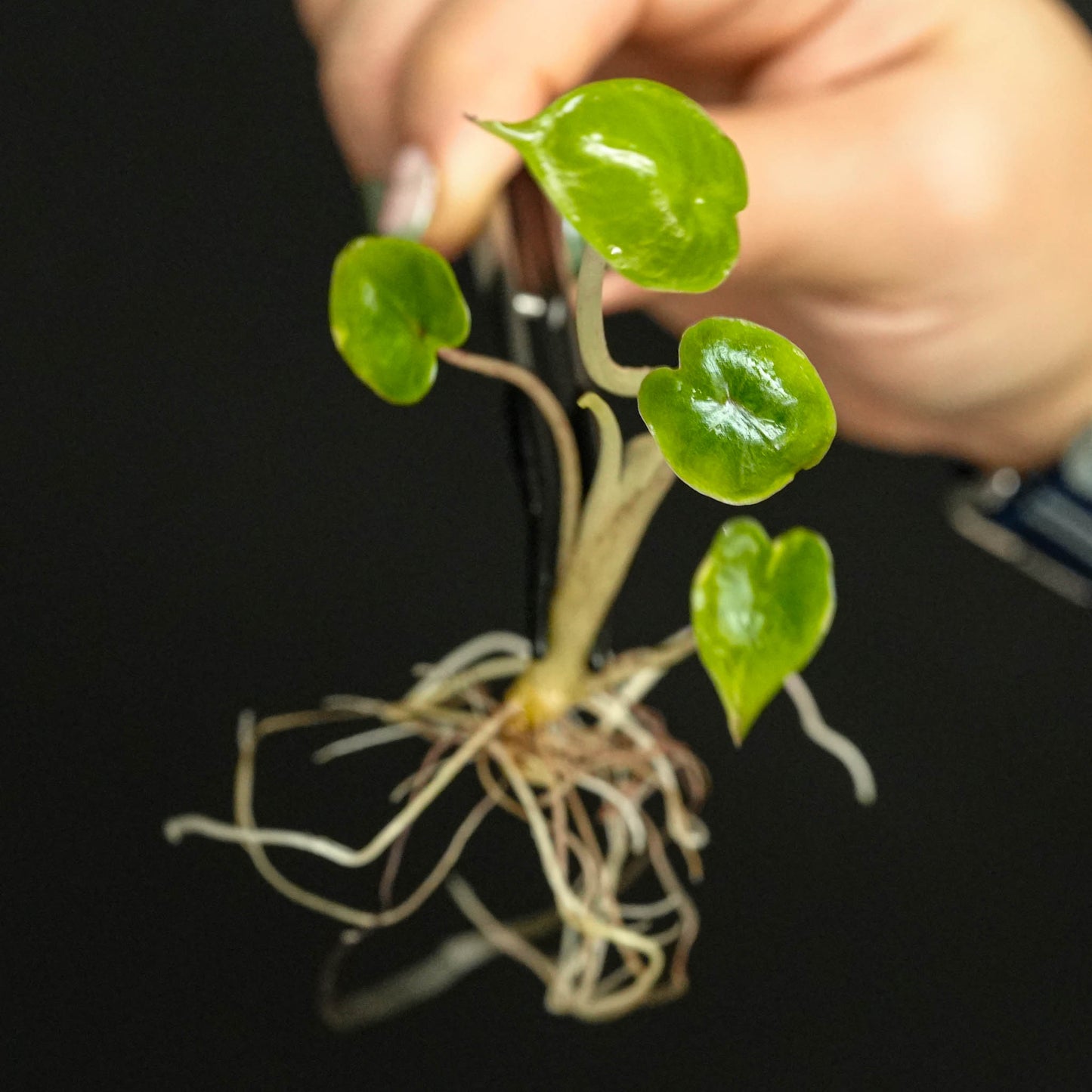 Alocasia Yucatan Princess Variegated Tissue Culture Plantlet (Seller's Choice)