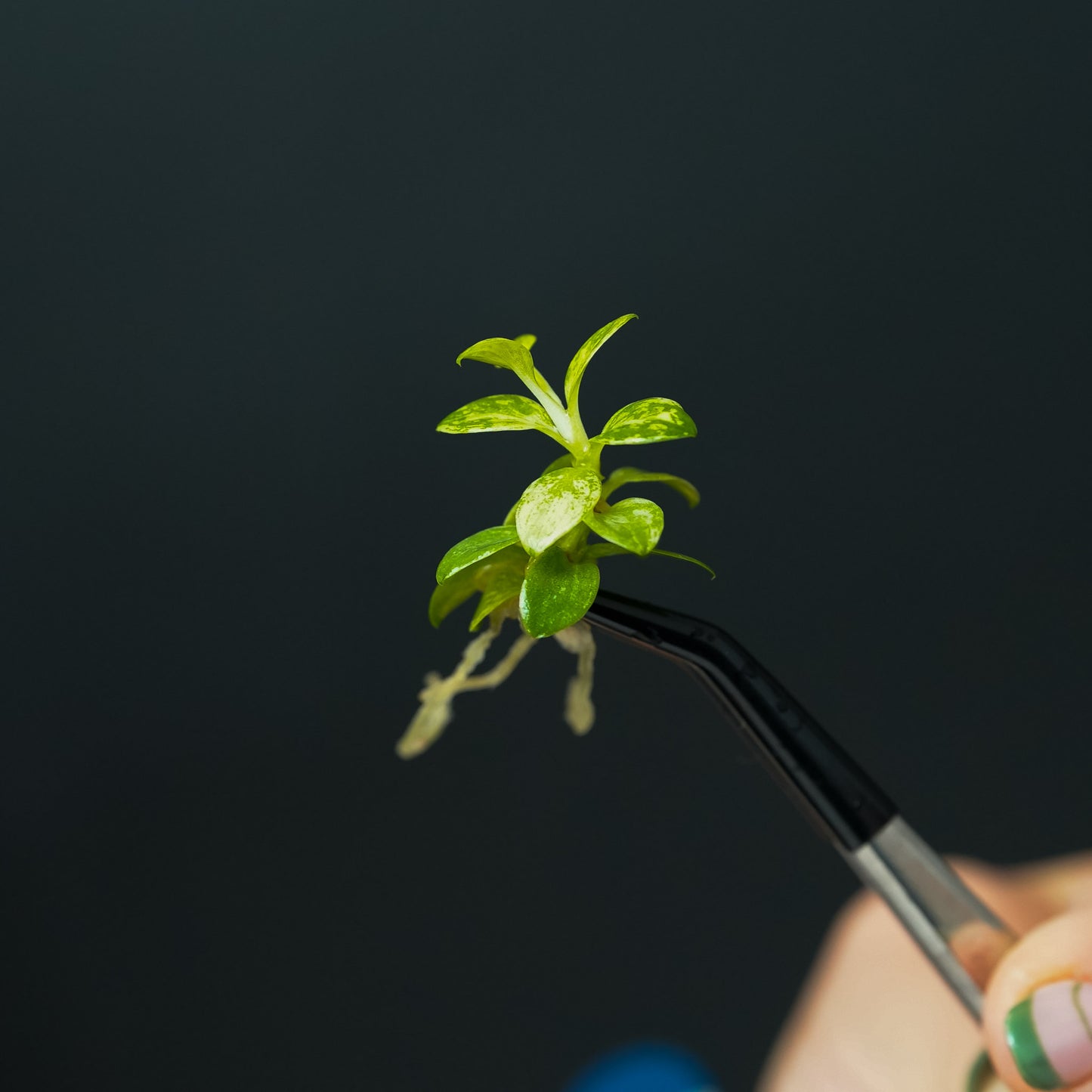 Philodendron Joepii Variegated Tissue Culture Plantlet (Seller's Choice)