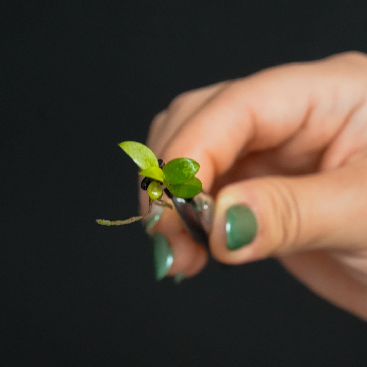 Philodendron Whipple Way Tissue Culture Plantlet (Seller's Choice)