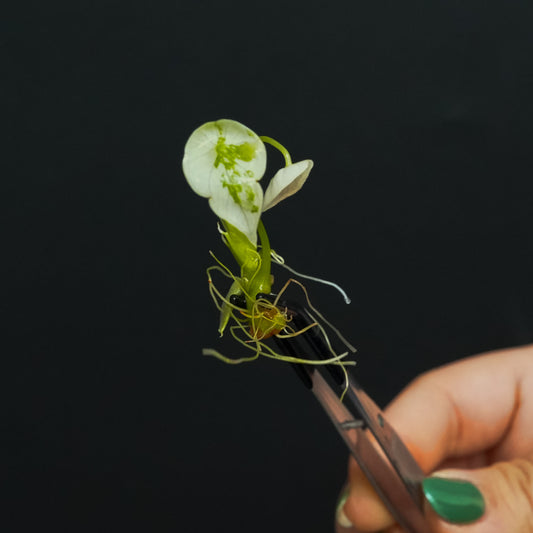 Alocasia Sinuata Variegated Tissue Culture Plantlet (Seller's Choice)