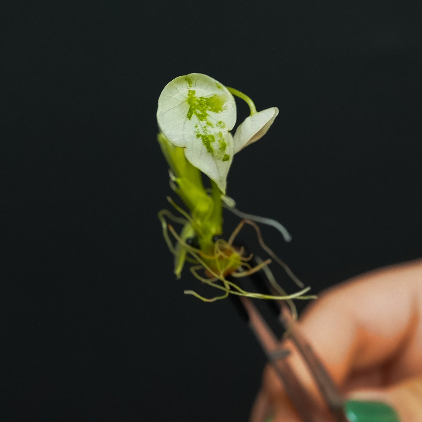 Alocasia Sinuata Variegated Tissue Culture Plantlet (Seller's Choice)