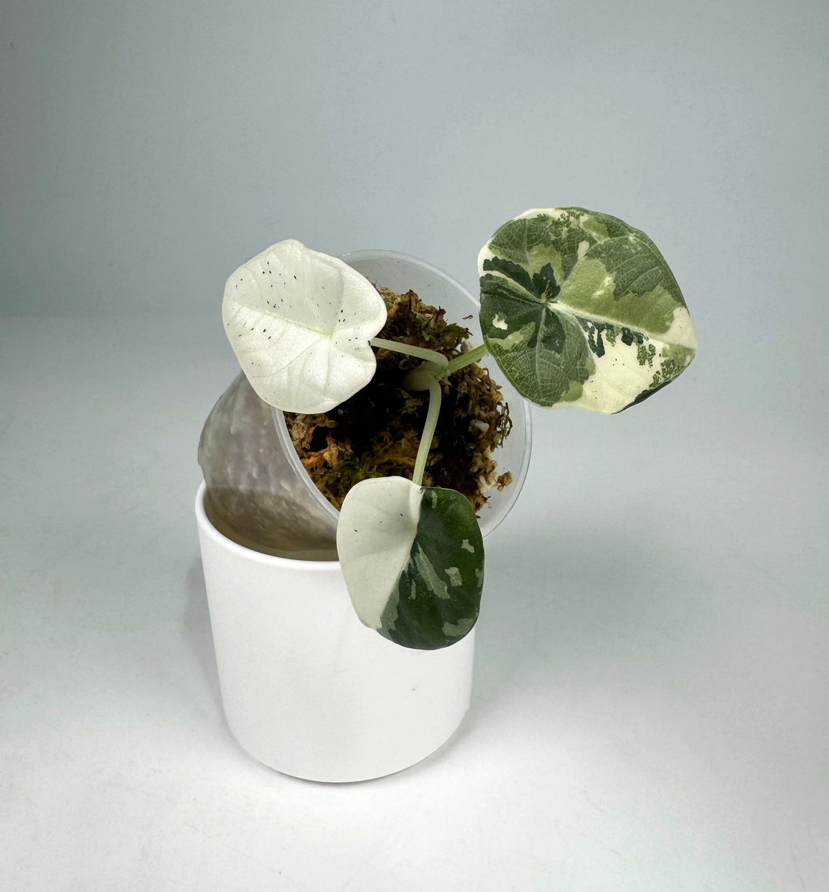 Alocasia Maharani Albo Var. (4101)