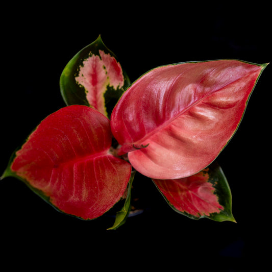 Aglaonema 'Red King'