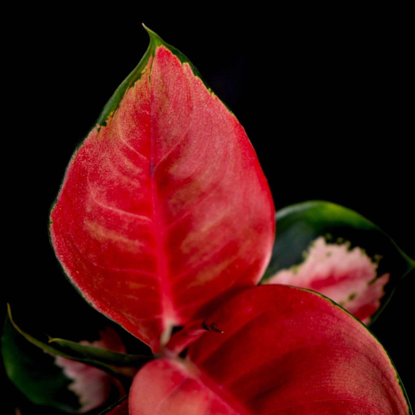 Aglaonema 'Red King'