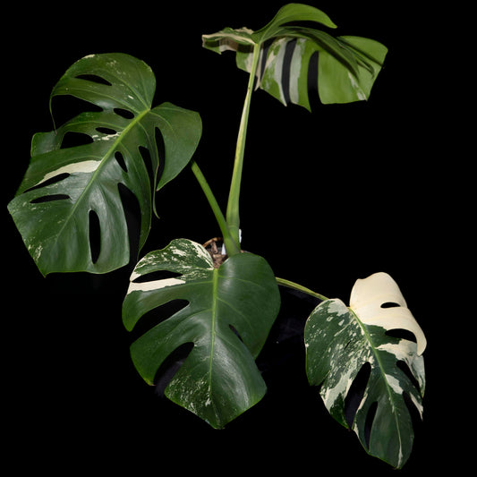Monstera Deliciosa Borsigiana Albo  - *EXACT PLANT*
