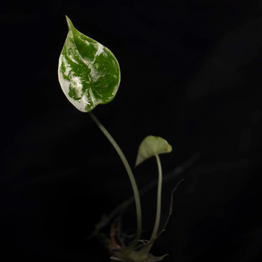 Alocasia Dragon Scale Variegated Tissue Culture Plantlet *Seller's Choice*