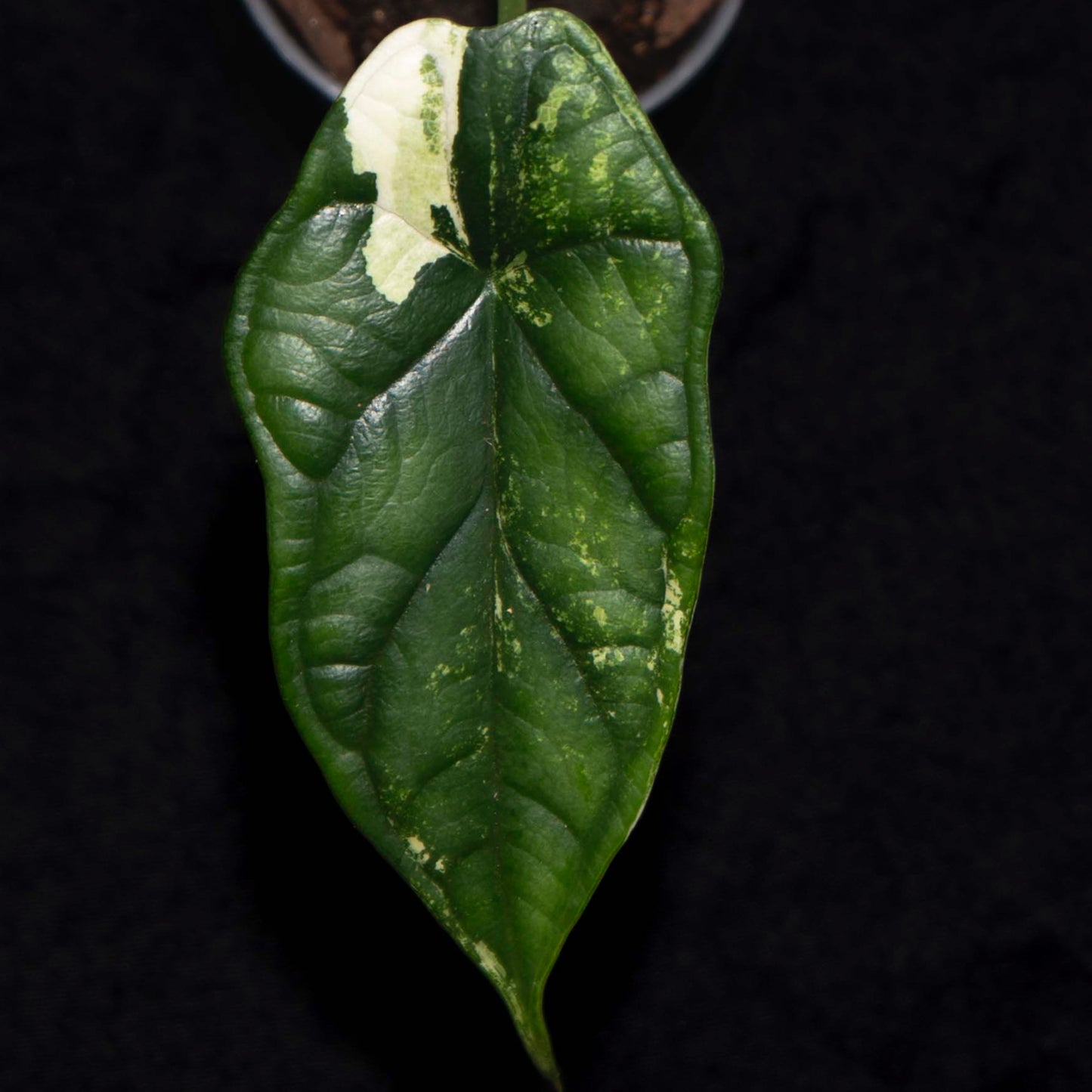 Alocasia Dragon Scale Aurea *Grower's Choice*