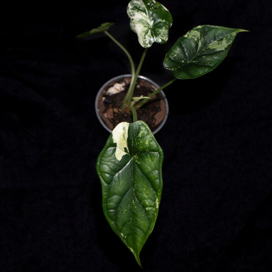 Alocasia Dragon Scale Aurea *Grower's Choice*
