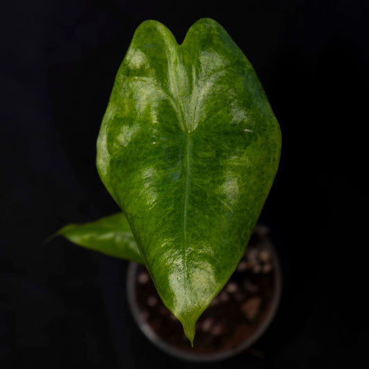 Alocasia Longiloba Aurea - Starter Plant *Grower's Choice*