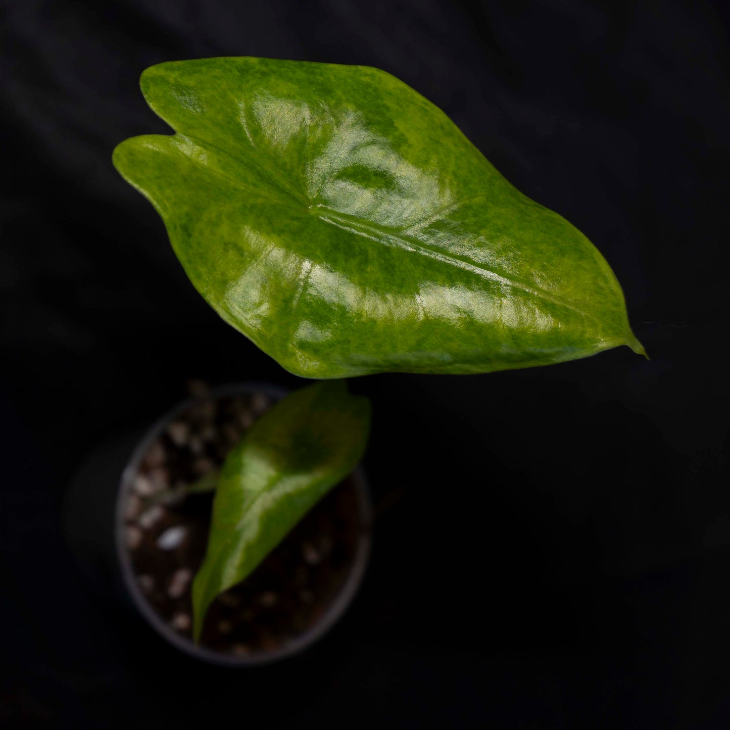 Alocasia Longiloba Aurea - Starter Plant *Grower's Choice*