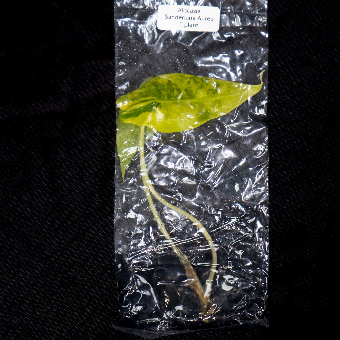 Alocasia Sanderiana Aurea Tissue Culture Plantlet *Seller's Choice*