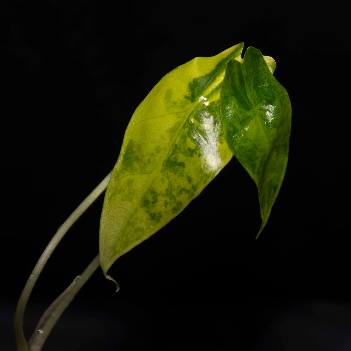 Alocasia Sanderiana Aurea Tissue Culture Plantlet *Seller's Choice*