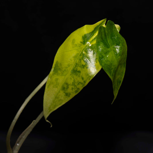 Alocasia Sanderiana Aurea Tissue Culture Plantlet *Seller's Choice*
