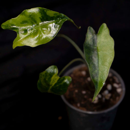 Alocasia Sanderiana Aurea - Starter Plant *Grower's Choice*