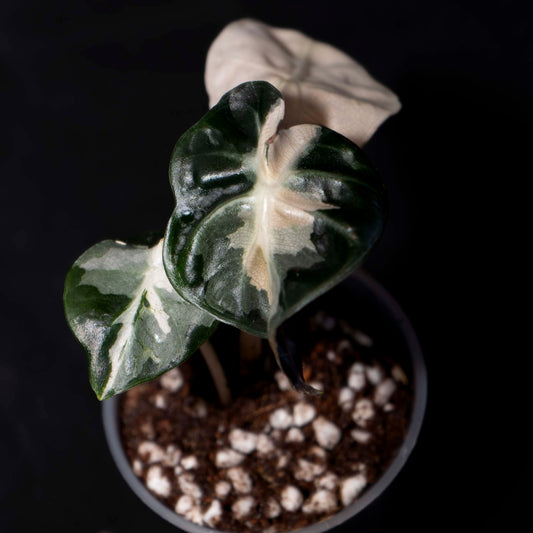 Alocasia 'Balloon Heart' Pink Variegated - Starter Plant *Grower's Choice*