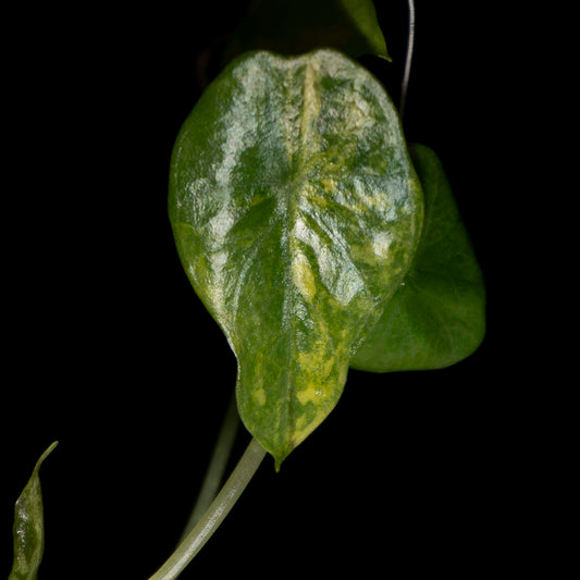 Alocasia Silver Dragon Aurea Tissue Culture Plantlet *Seller's Choice*