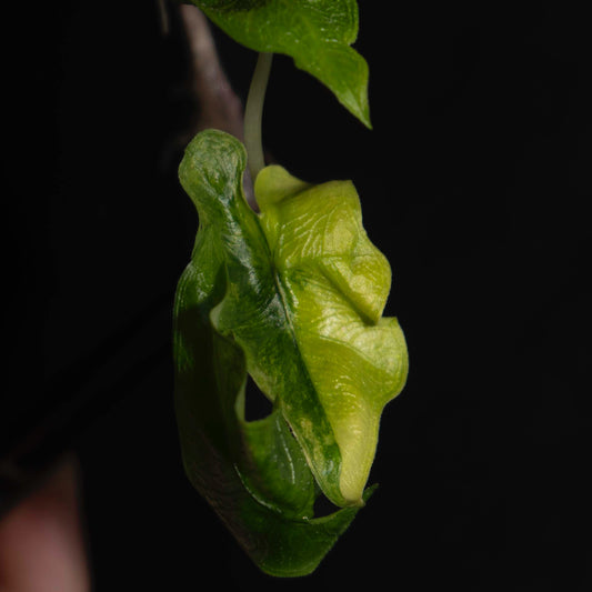 Alocasia Tandurusa Gold Tissue Culture Plantlet *Seller's Choice*