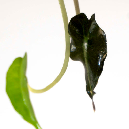 Alocasia 'Venom' - Tissue Culture Plantlet *Seller's Choice*