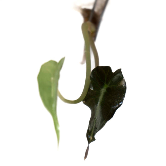 Alocasia 'Venom' - Tissue Culture Plantlet *Seller's Choice*