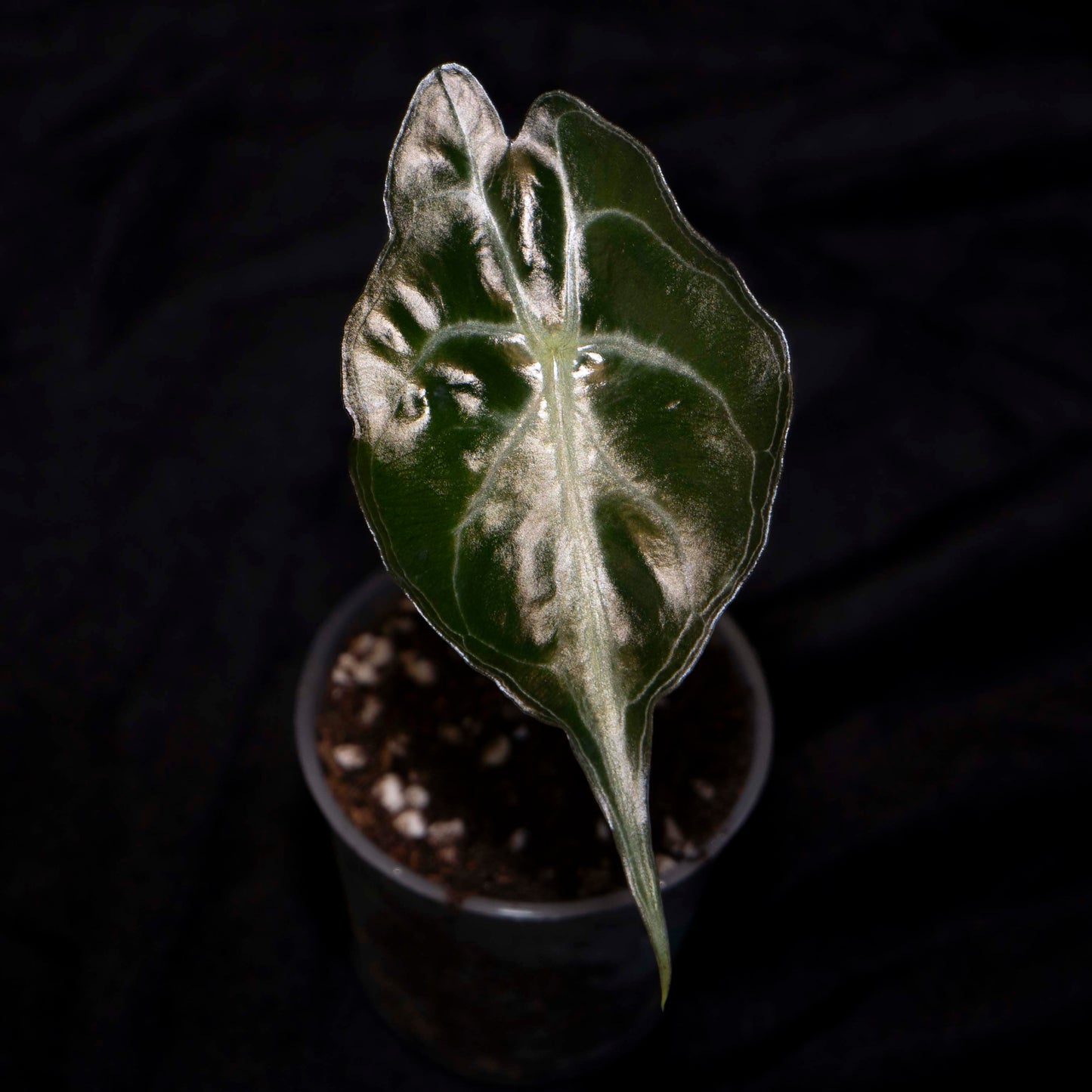 Alocasia 'Venom' - Starter Plant *Grower's Choice*