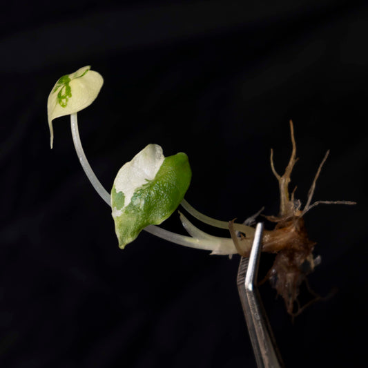 Alocasia Melo Albo Variegated - Tissue Culture Plantlet *Seller's Choice*