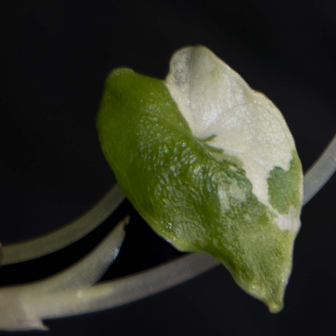 Alocasia Melo Albo Variegated - Tissue Culture Plantlet *Seller's Choice*