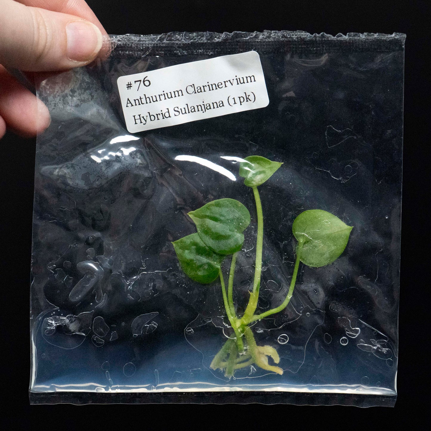 Anthurium Clarinervium x Hybrid Sulanjana - Tissue Culture Plantlet *Seller's Choice*