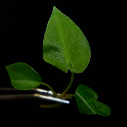 Anthurium Magnificum x Silver Blush - Tissue Culture Plantlet *Seller's Choice*