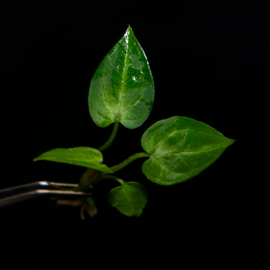 Anthurium Magnificum x Forgetii - Tissue Culture Plantlet *Seller's Choice*