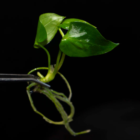 Anthurium Napo - Tissue Culture Plantlet *Seller's Choice*