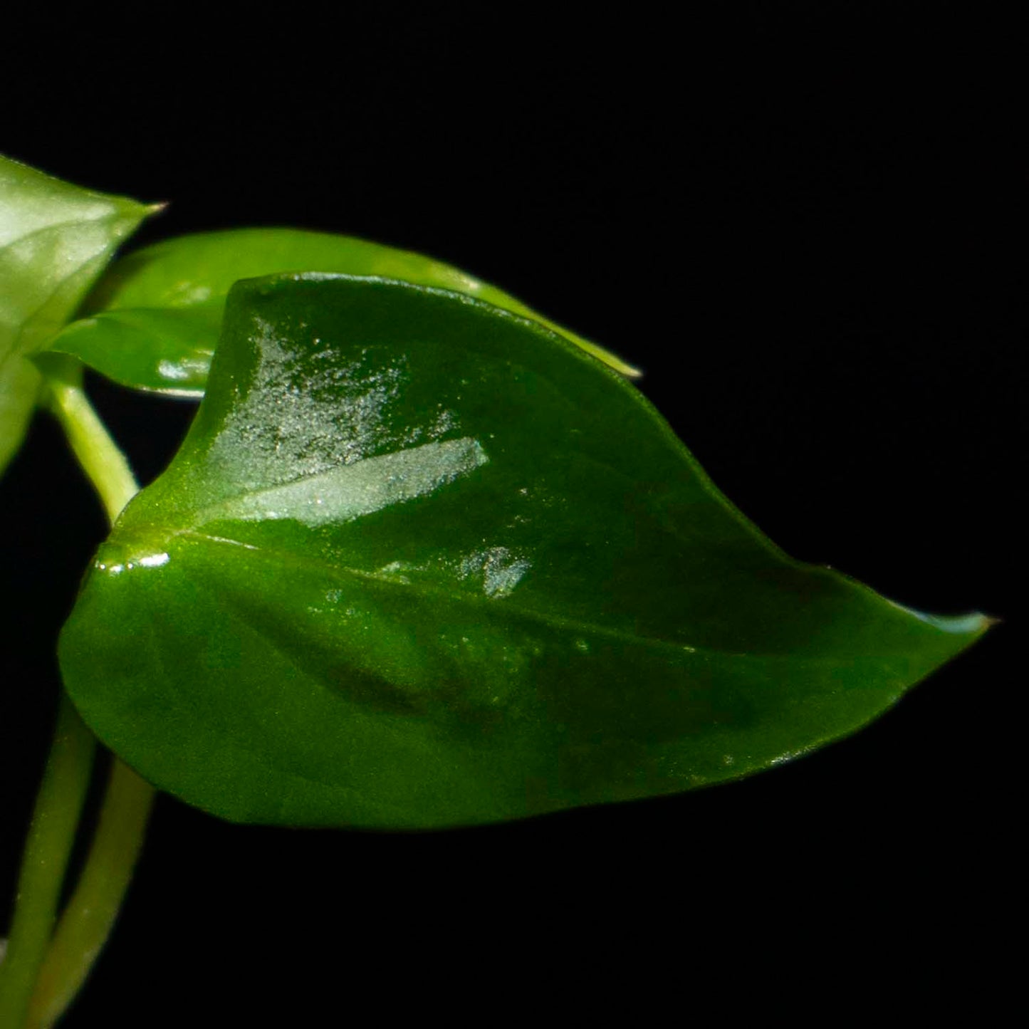 Anthurium Napo - Tissue Culture Plantlet *Seller's Choice*