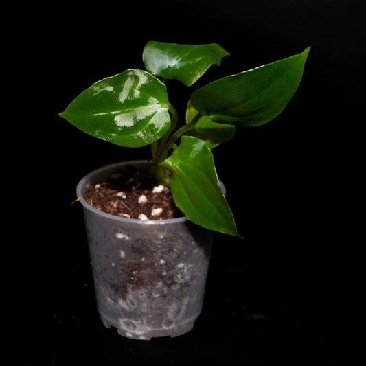 Anthurium Napo - Starter Plant *Grower's Choice*