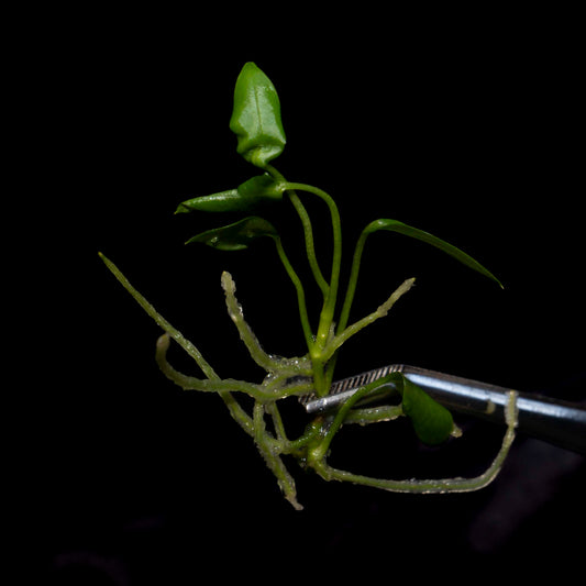 Anthurium Bakeri - Tissue Culture Plantlet *Seller's Choice*