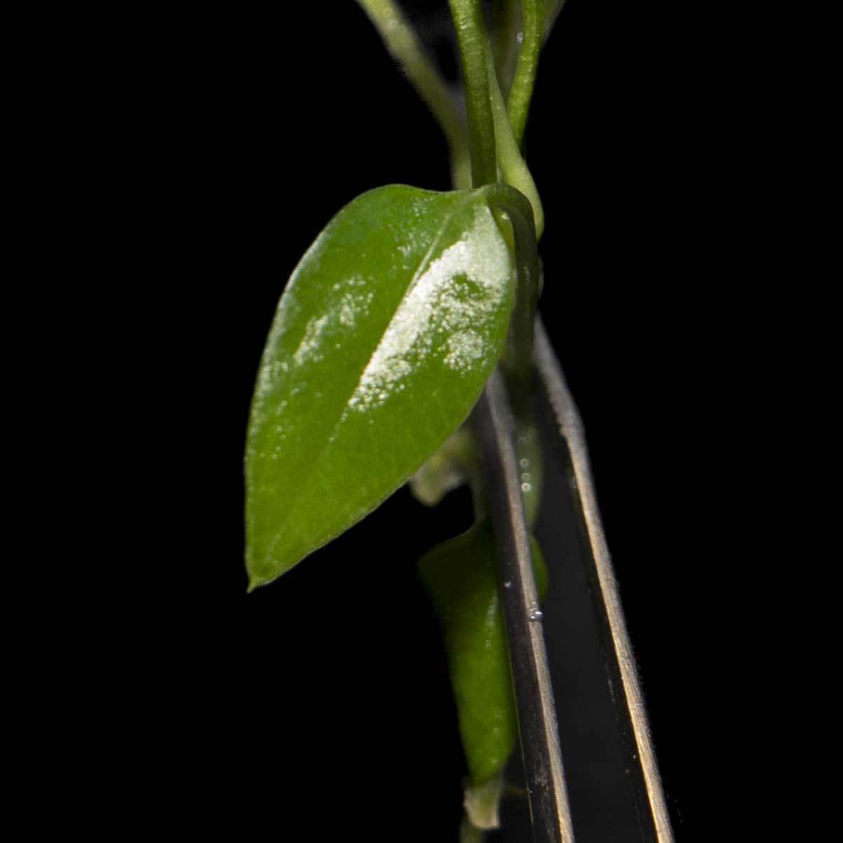 Anthurium Bakeri - Tissue Culture Plantlet *Seller's Choice*