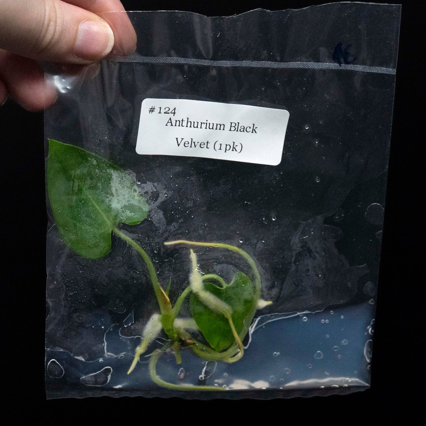 Anthurium Black Velvet - Tissue Culture Plantlet *Seller's Choice*