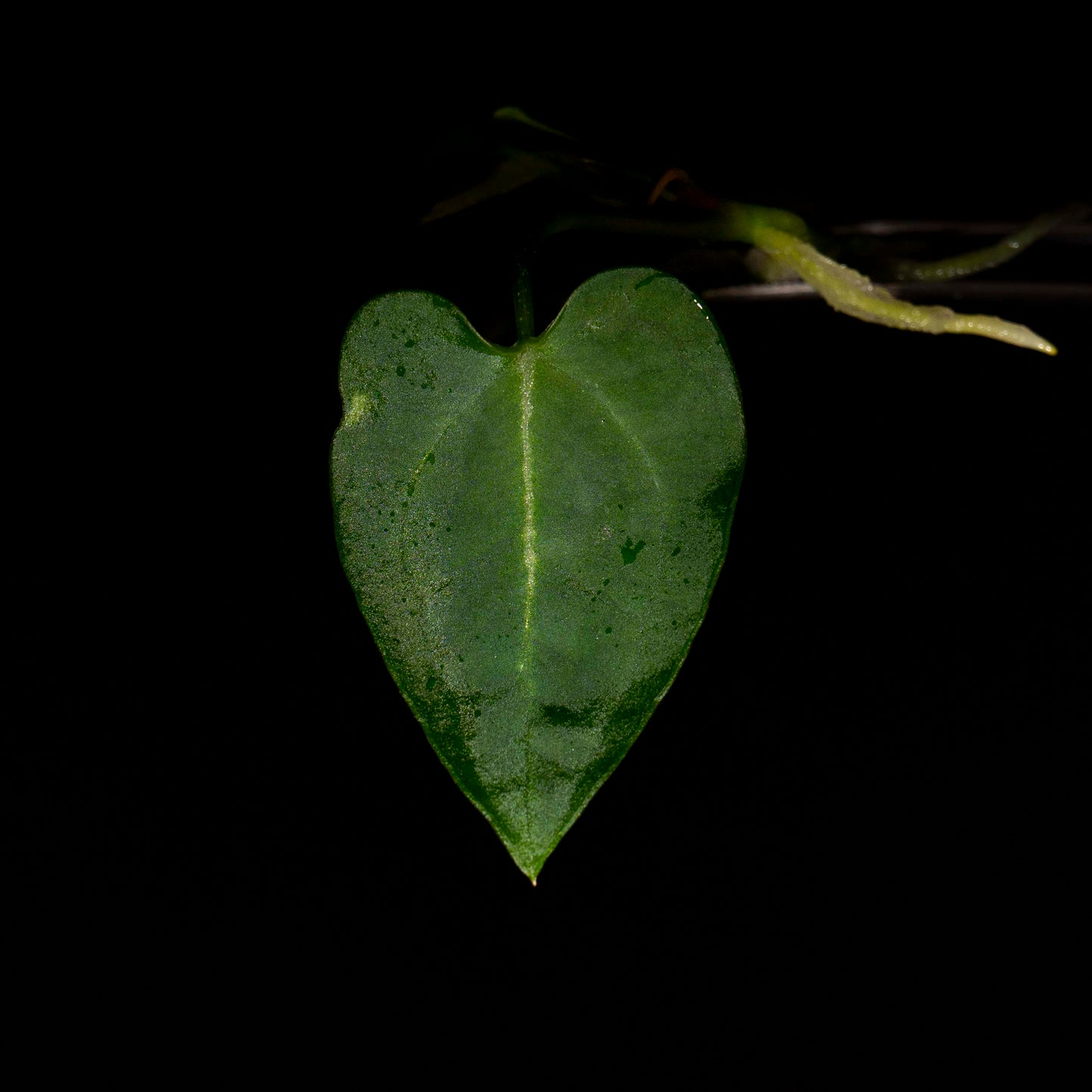 Anthurium Black Velvet - Tissue Culture Plantlet *Seller's Choice*