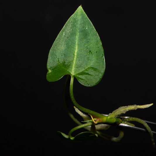 Anthurium Black Velvet - Tissue Culture Plantlet *Seller's Choice*